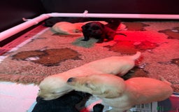 Labrador Retriever dogs for sale: KC Working Labrador Puppies - Image 7