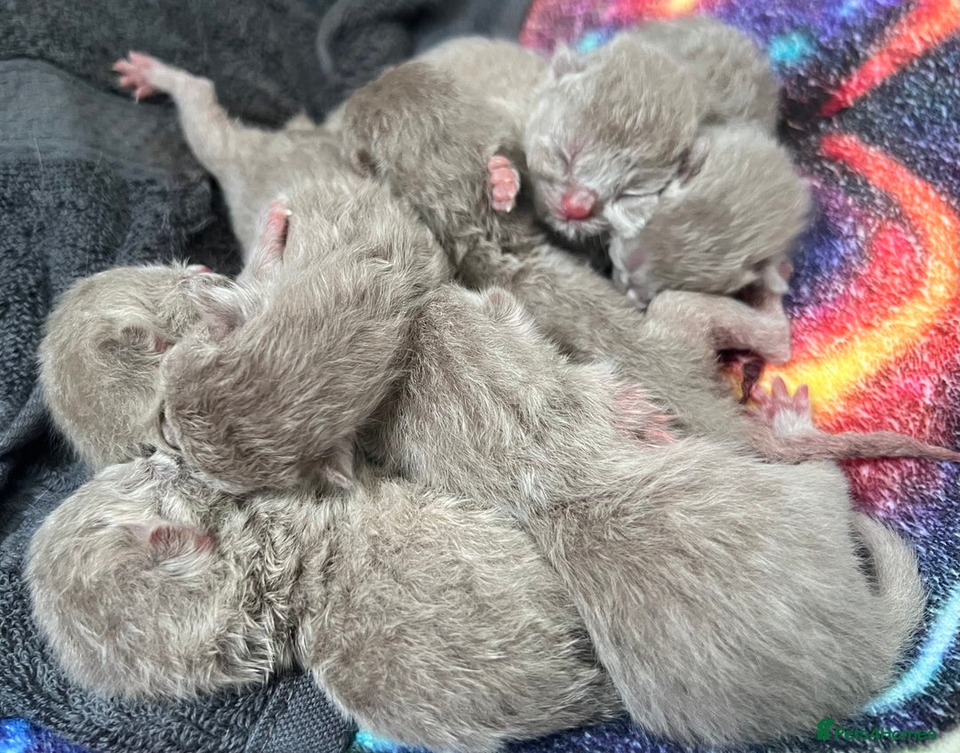 Scottish Fold cats for sale: Beautiful Scottish fold/straight lilac kittens  - Image 8