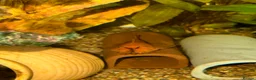 Plecos fish for sale: Super Red Line Bristlenose Pleco Fry – Home Bred in Romford - Advert 6