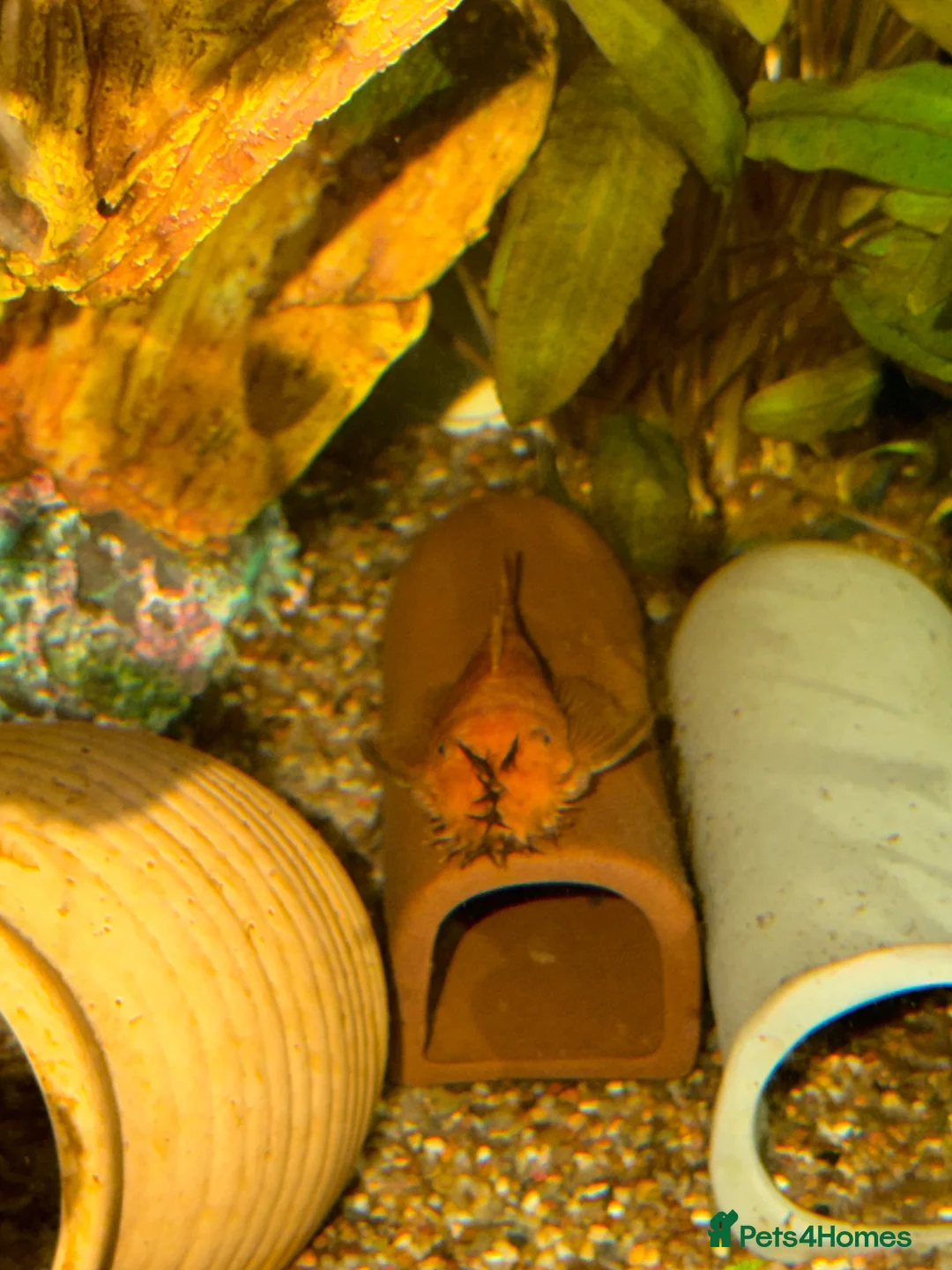 Plecos fish for sale: Super Red Line Bristlenose Pleco Fry – Home Bred in Romford - Advert 6