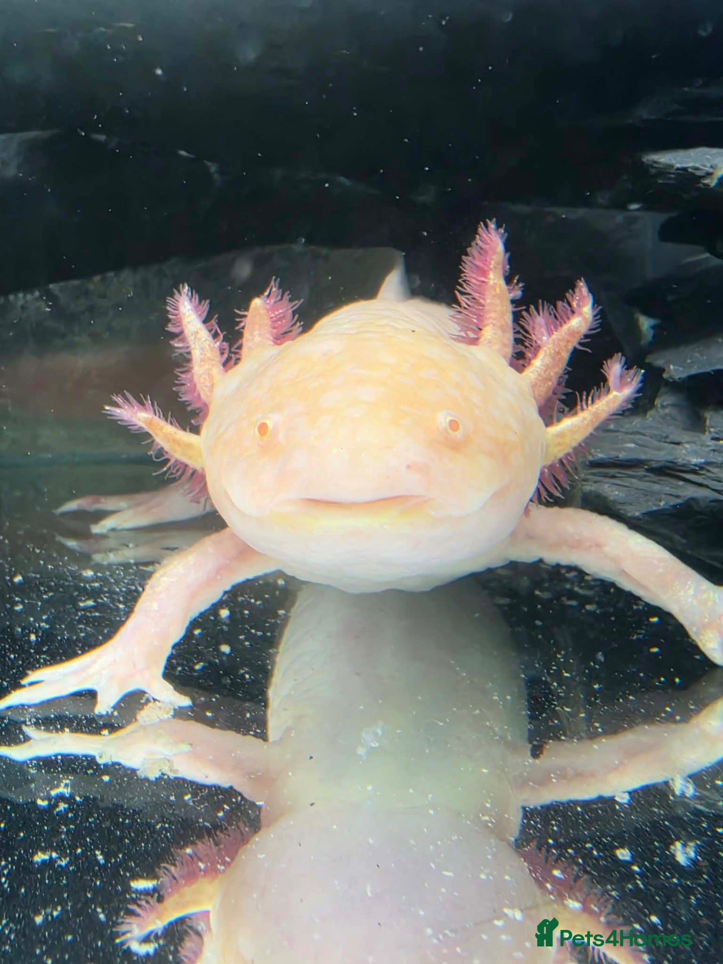 Axolotl reptiles Male Axolotl  - Advert 1