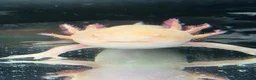 Axolotl reptiles for sale: Male Axolotl  in Cwmbran - Advert 1