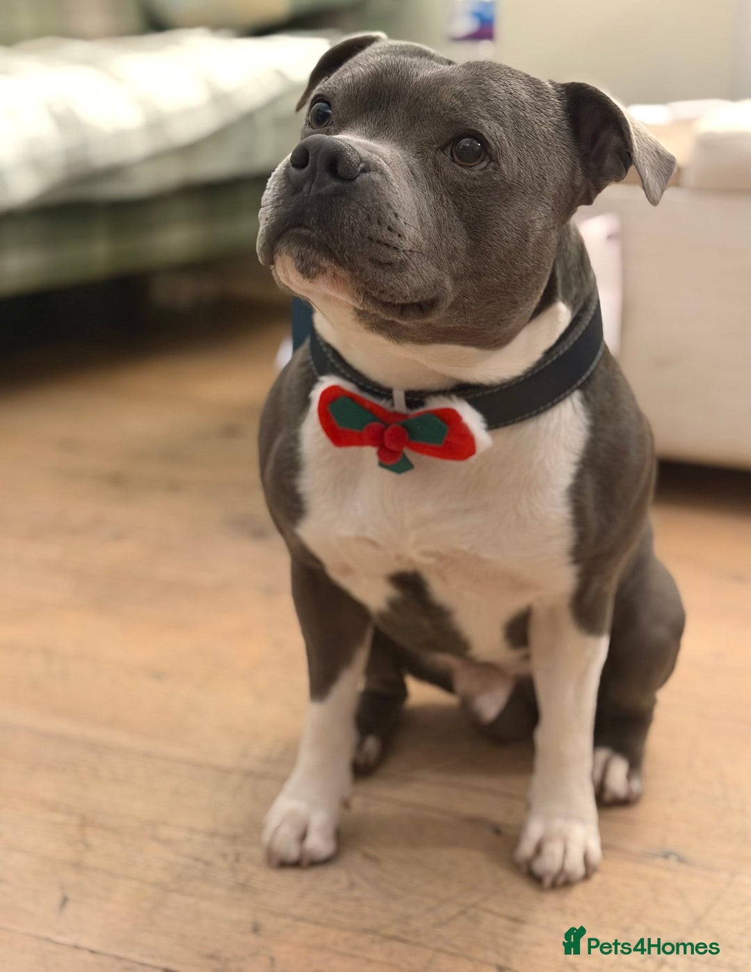 Staffordshire Bull Terrier dogs for stud: Stud son of grand champion yoker  - Advert 1