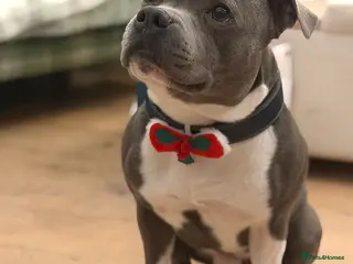 Staffordshire Bull Terrier dogs Stud son of grand champion yoker - Advert 14