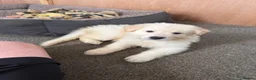 German Shepherd dogs for sale: Straight Back White German Shepherd Pups 🐶 🐕  - Advert 15