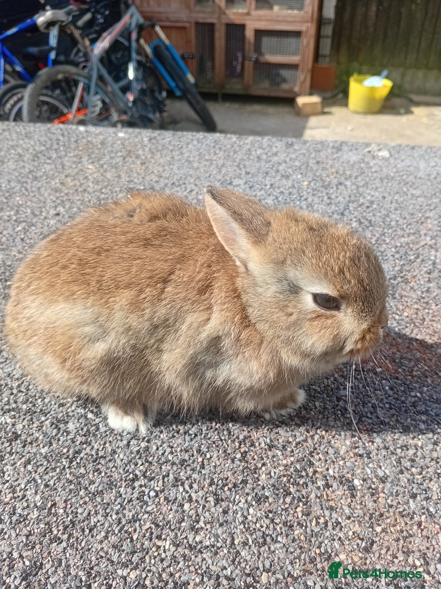 Netherland Dwarf rabbits Netherland dwarf baby  - Advert 2