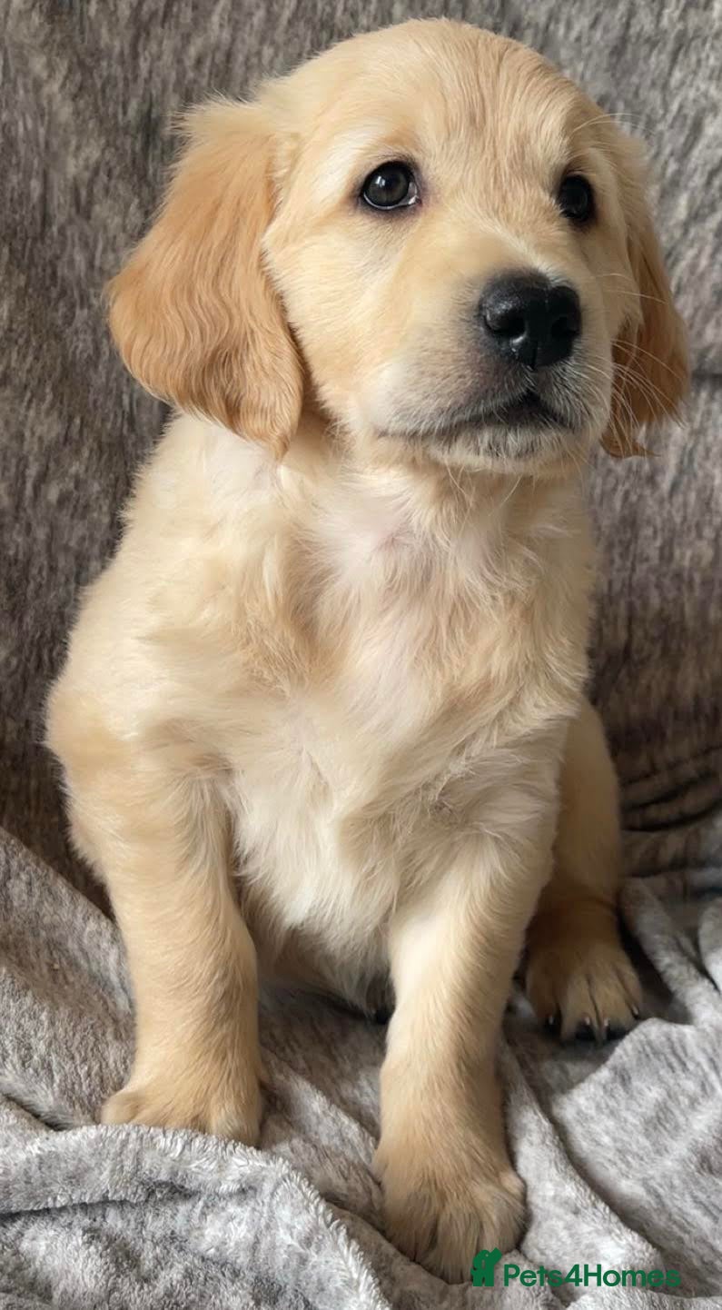 Golden Retriever dogs Chunky KC Female Golden Retrievers - Advert 2