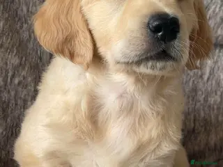 Golden Retriever dogs Chunky KC Female Golden Retrievers - Advert 2