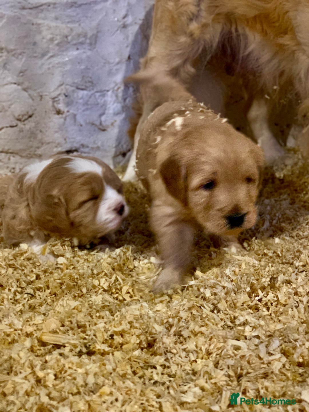 Mini Goldendoodle dogs for sale: Miniature Golden Doodles  - Image 4