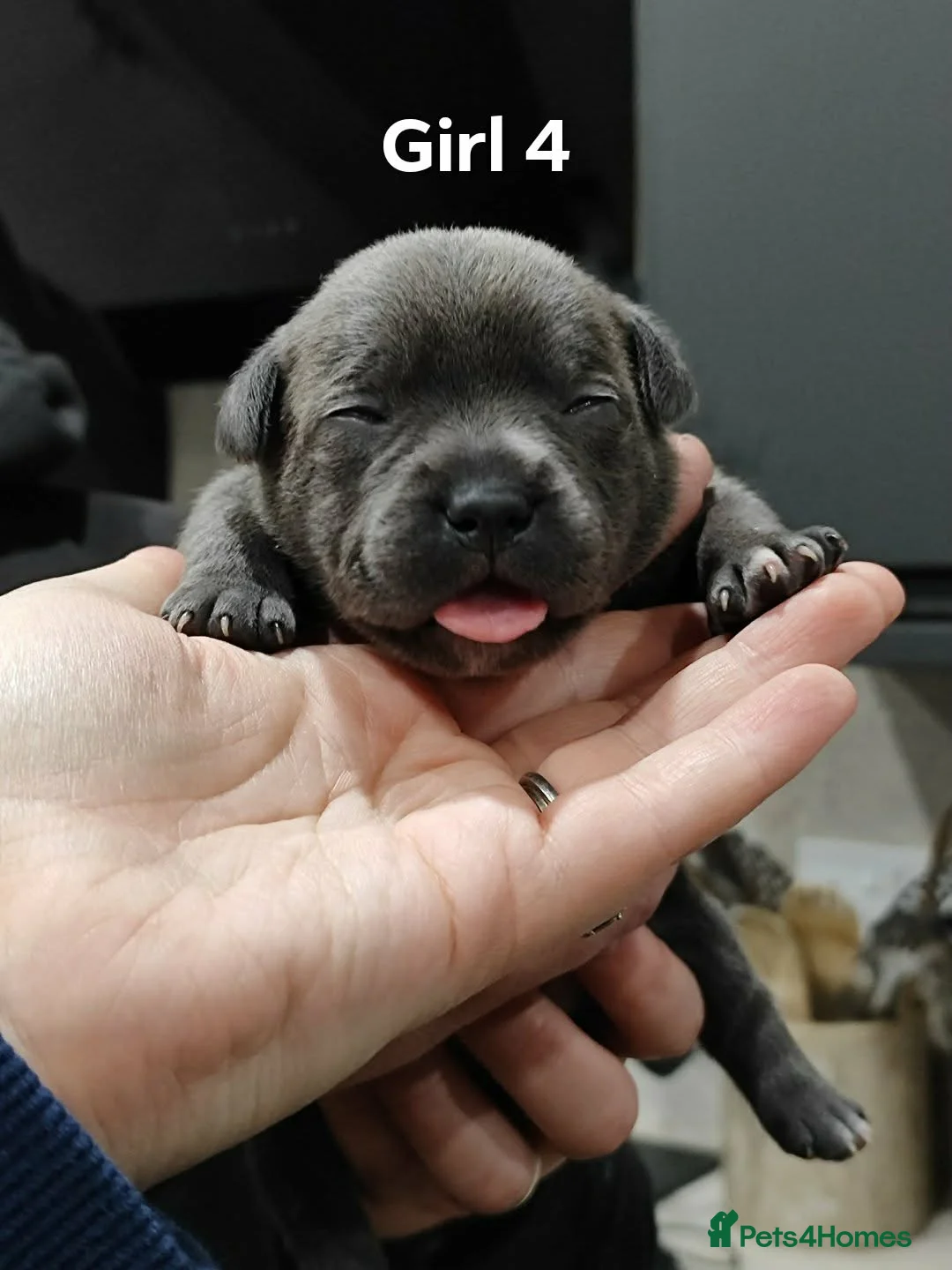 Staffordshire Bull Terrier dogs for sale: Blue/Black Staffordshire Bull Terrier Puppies - Advert 14