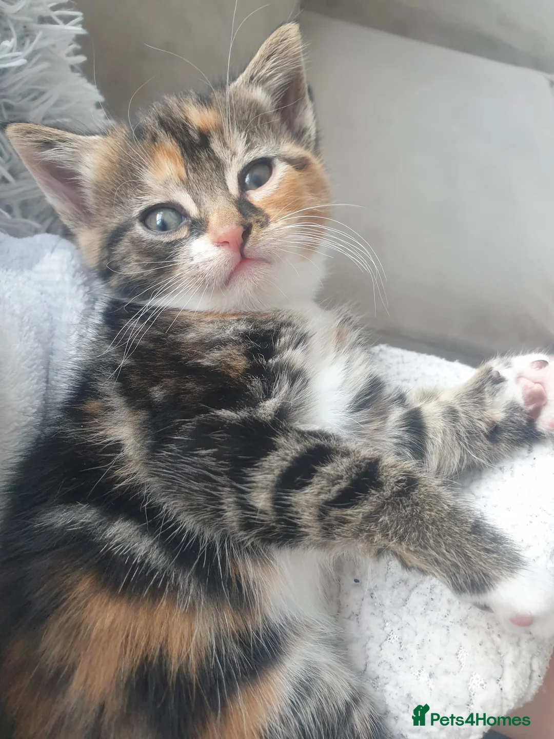 Mixed Breed cats for sale: Kittens  in Birmingham - Advert 6