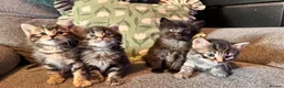 Mixed Breed cats for sale: Stunning kittens 🐈‍⬛ - Advert 9