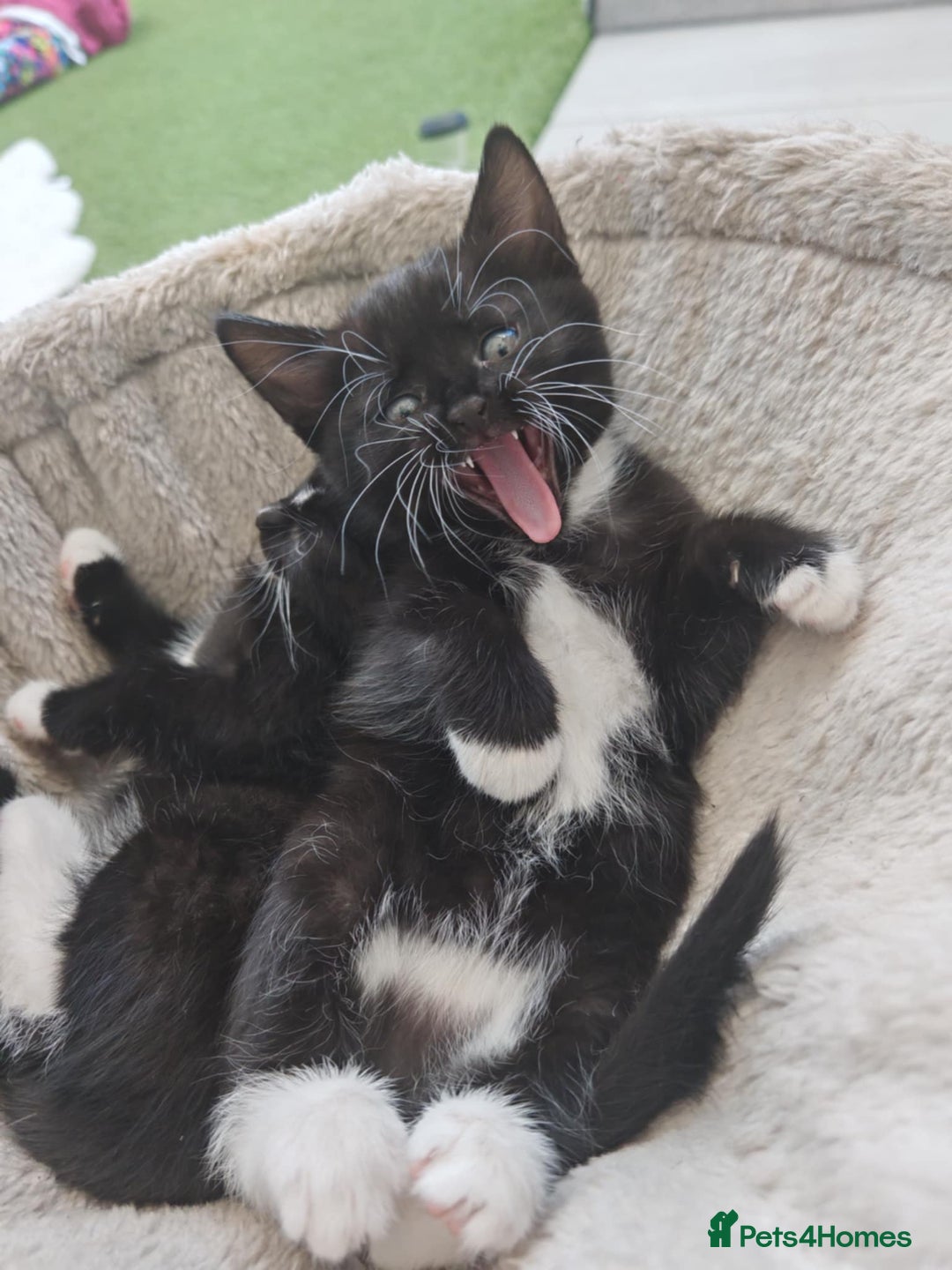 Mixed Breed cats for sale: 6 lovely brothers looking for new home - Image 10