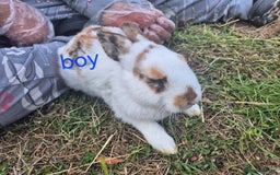 English rabbits for sale: Bunnies available - Image 3