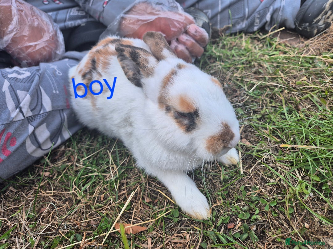 English rabbits for sale: Bunnies available - Image 3