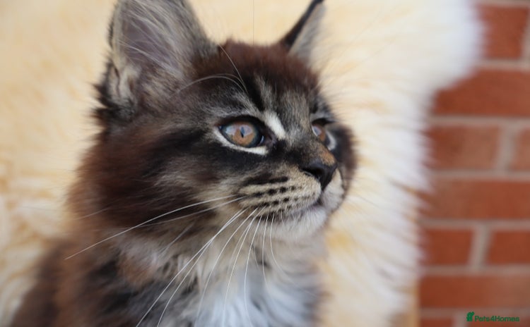 Maine Coon cats - Advert 9