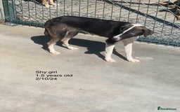 Mixed Breed dogs for adoption: Kaia, 1.5 yrs approx. Available for adoption. - Advert 4