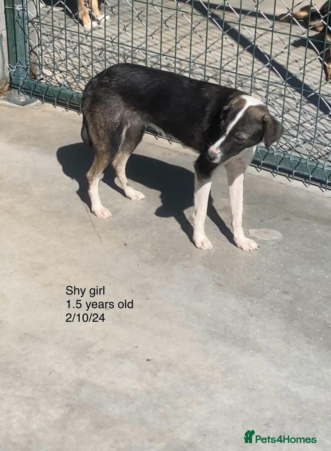 Mixed Breed dogs for adoption: Kaia, 1.5 yrs approx. Available for adoption. - Advert 4