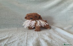 Toy Poodle dogs for sale: Red KC Toy Poodle small puppies - Image 5