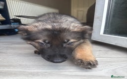 German Shepherd dogs for sale: READY NOW! German Shepherd x Belgian Malinois - Image 25