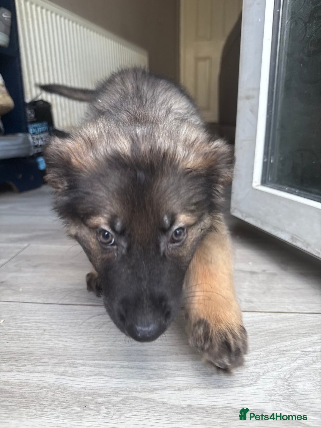 German Shepherd dogs for sale: READY NOW! German Shepherd x Belgian Malinois - Image 25