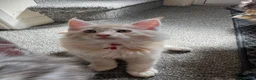 Maine Coon cats for sale: Pure mainecoon kittens DNA health tested parents.  - Advert 9