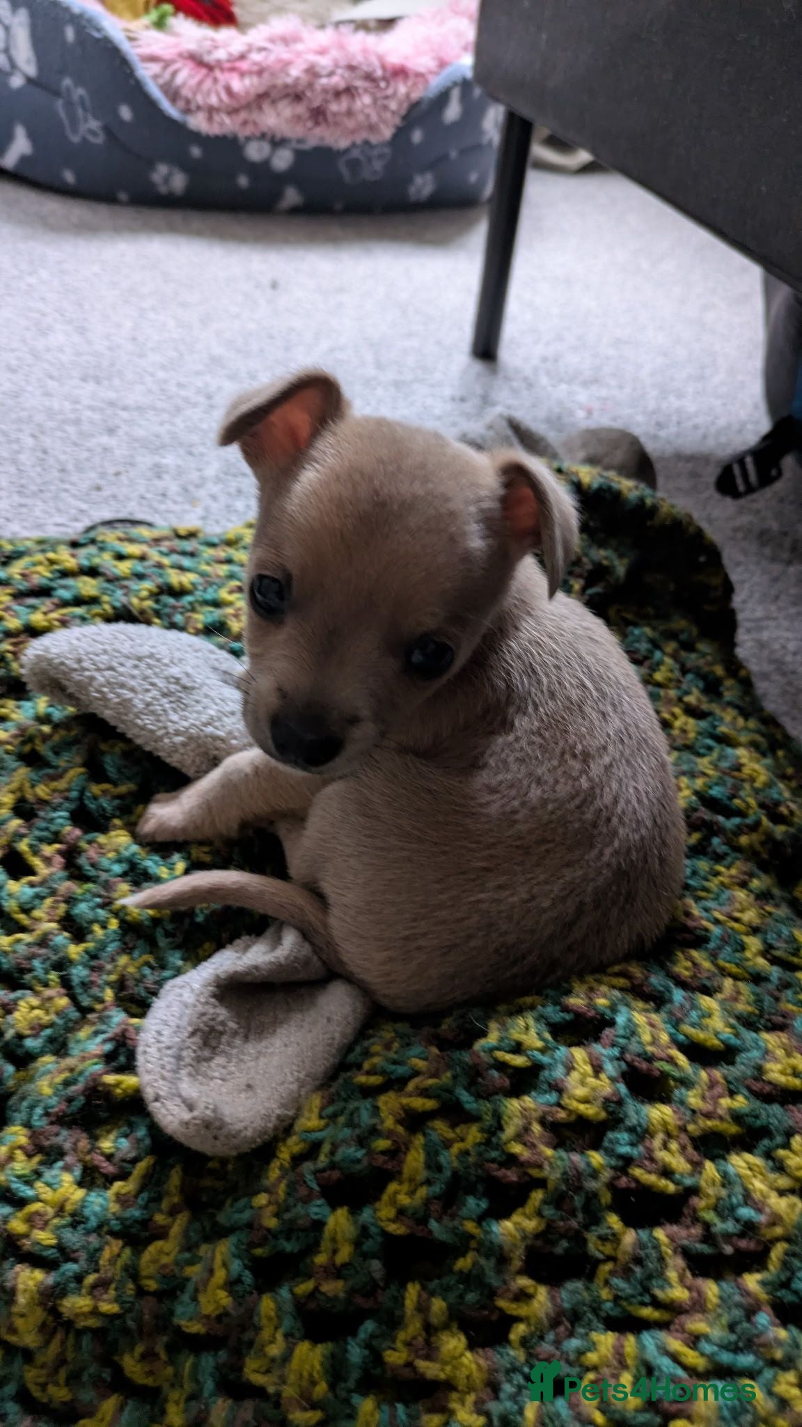 Jack Russell dogs Jack russel puppy for sale - Advert 1