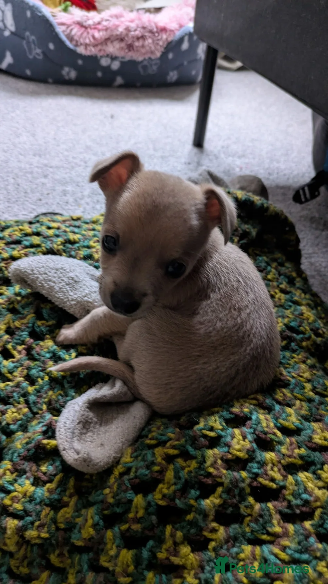 Jack Russell dogs for sale: Jack russel puppy for sale - Advert 1