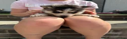 Pomsky dogs for sale: Beautiful F4 blue eyed pomsky puppies - Advert 16