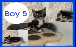 Mixed Breed cats for sale: Stunning kittens for sale  - Image 5