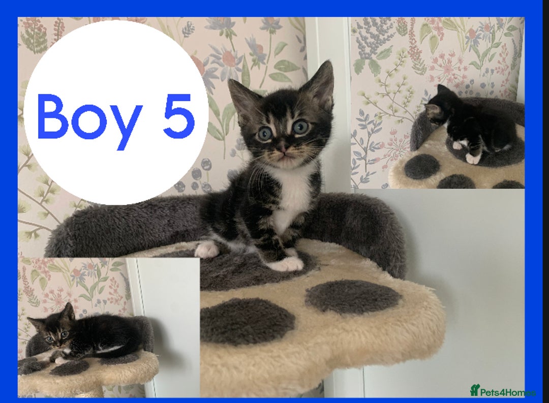 Mixed Breed cats for sale: Stunning kittens for sale  - Image 5