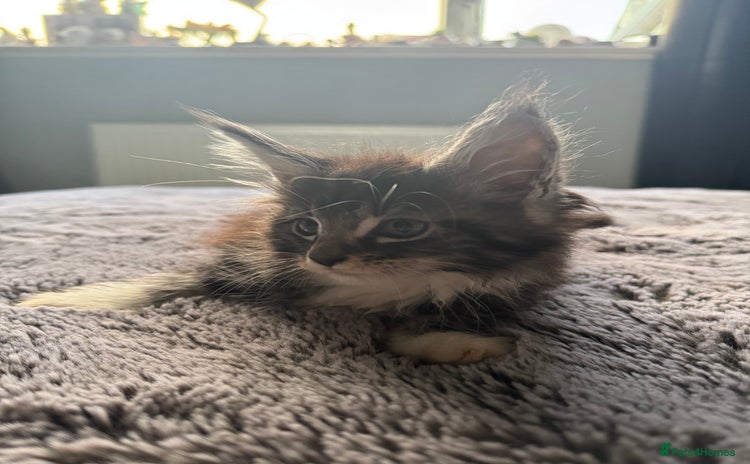 Maine Coon cats - Advert 3