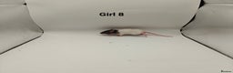 Rat rodents for sale: JAN: 27 Rats (21 Rats: 10 Boys & 11 Girls Left) - Advert 22