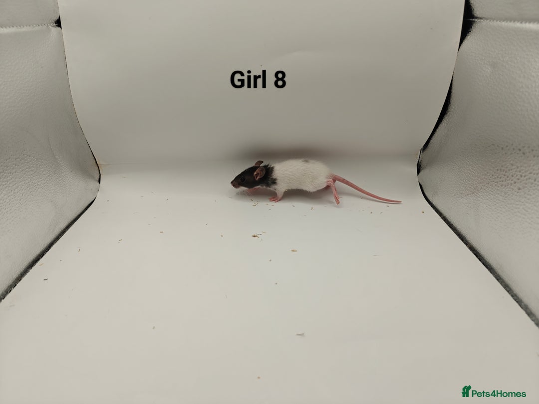 Rat rodents for sale: JAN: 27 Rats (21 Rats: 10 Boys & 11 Girls Left) - Advert 22