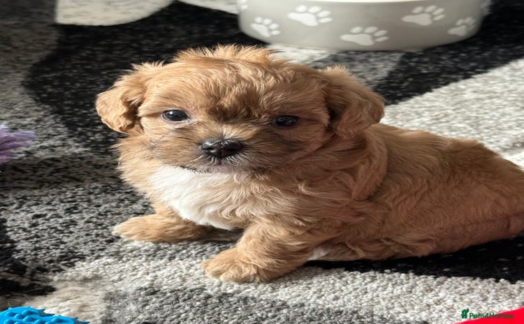 Maltipoo dogs - Advert 2