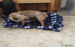 Border Terrier dogs for sale: Border terrier puppies  - Image 9