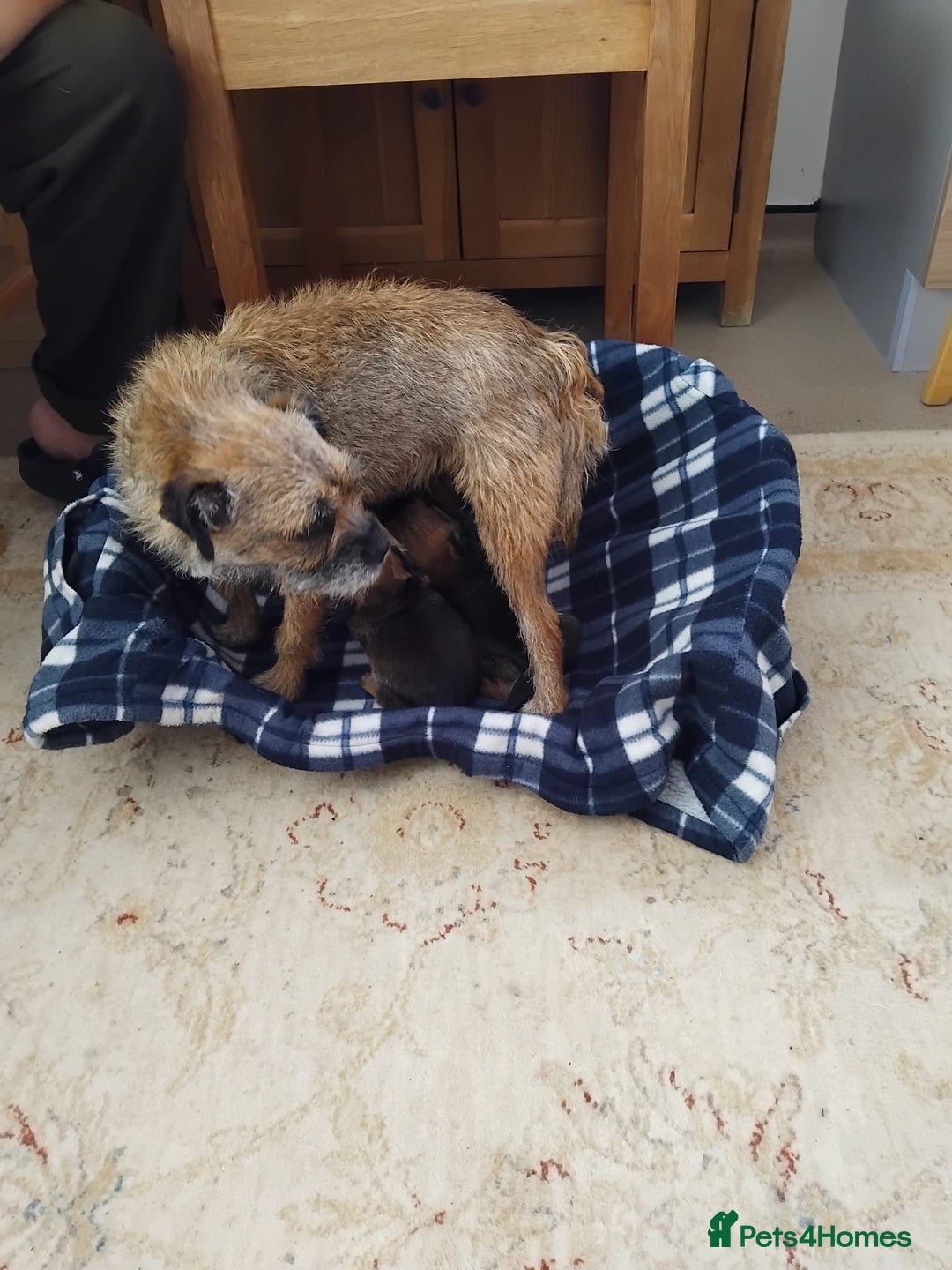Border Terrier dogs for sale: Border terrier puppies  - Image 9