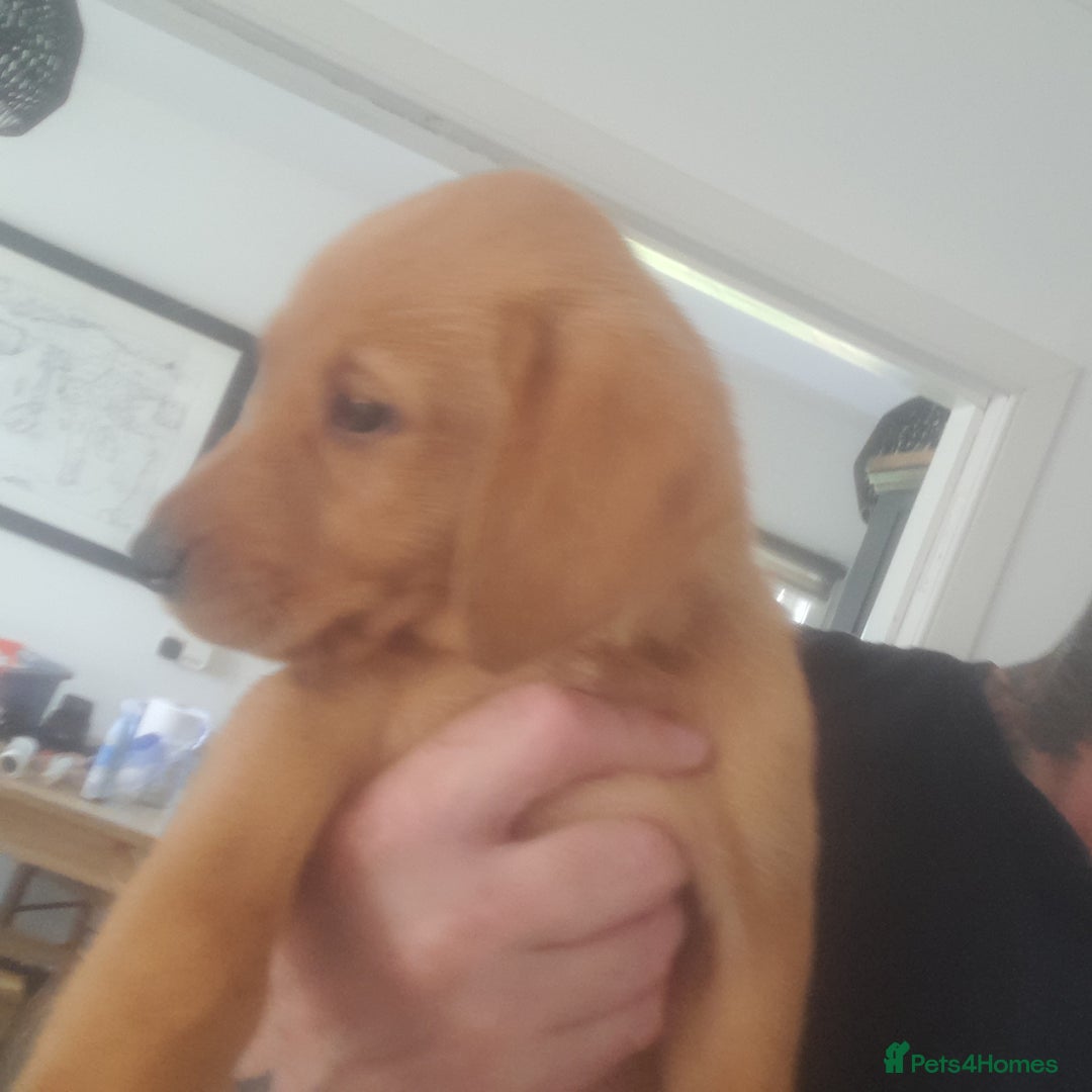 Golden Retriever dogs for sale: Red fox labrador puppy's  - Image 7