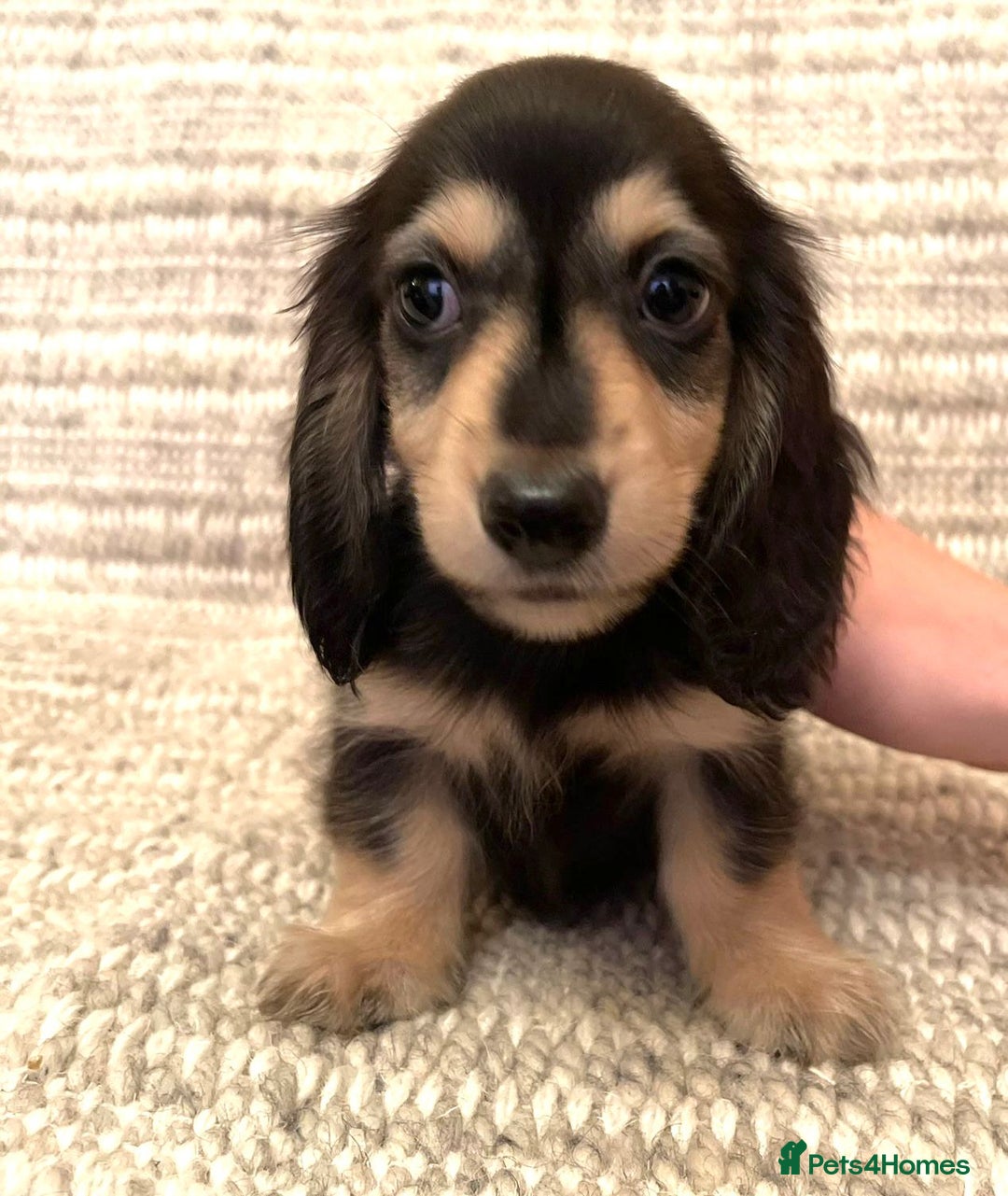 Miniature Dachshund dogs for sale: Beautiful Long-Haired Miniature Dachshund Puppies! - Advert 3