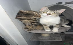 Domestic Shorthair cats for sale: Kitties need a loving home together❤️ - Image 2