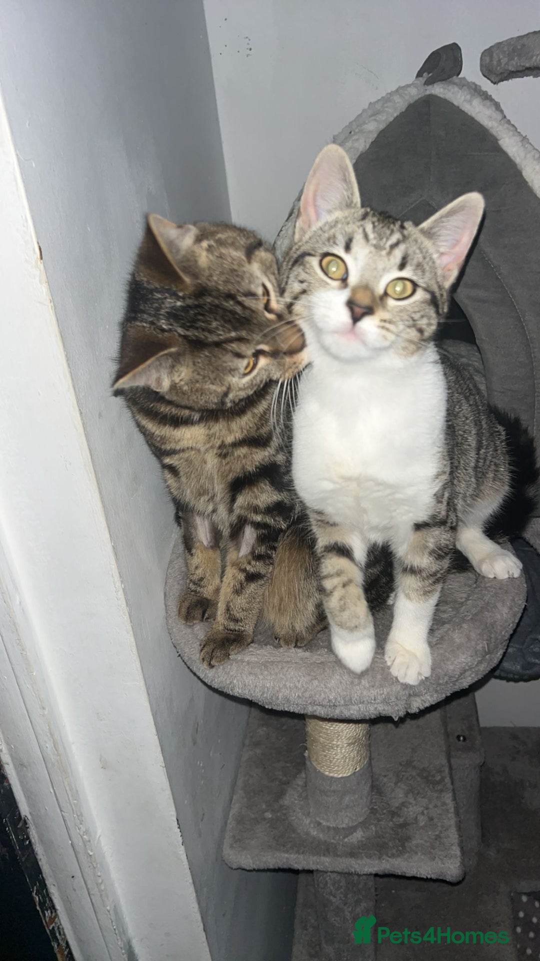Domestic Shorthair cats for sale: Kitties need a loving home together❤️ - Image 2