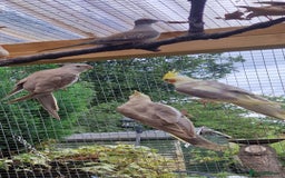 Cockatiels birds for sale: Mixed young cockatiels  - Image 3