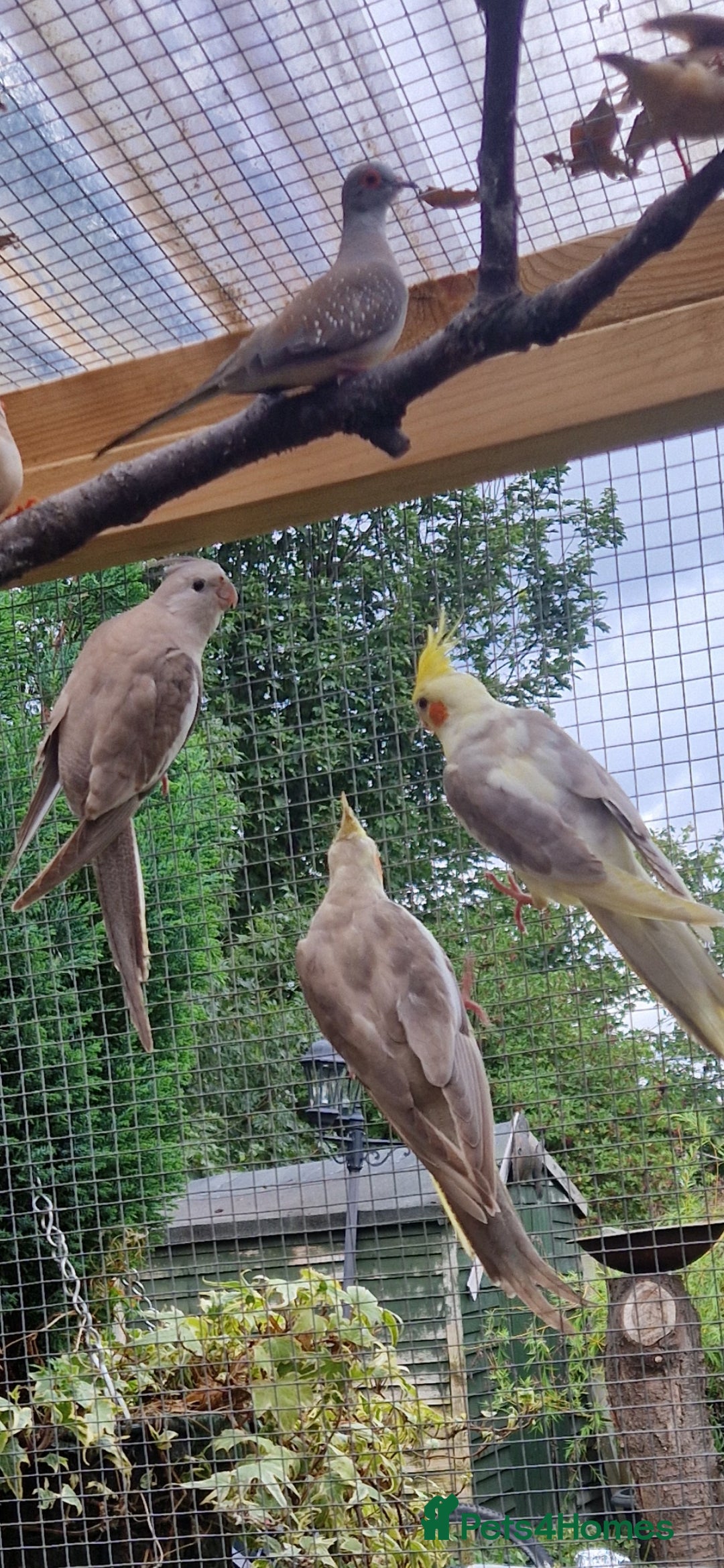 Cockatiels birds for sale: Mixed young cockatiels  - Image 3