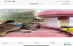 Scottish Fold cats for sale: Lovely kitten Highland delivery only Scotland Xx - Image 16