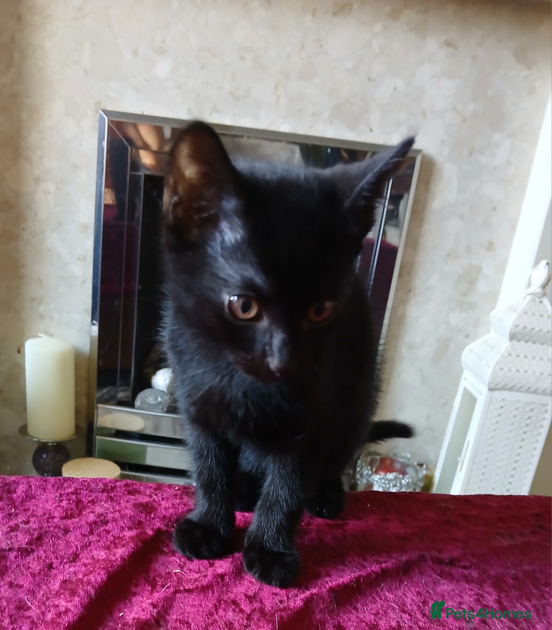 Mixed Breed cats for sale: Mixed breed kittens - Image 2