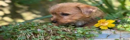 Mixed Breed dogs for sale: Stunning NORFOLK TERRIER X JACK RUSSELL  in Chester - Advert 11