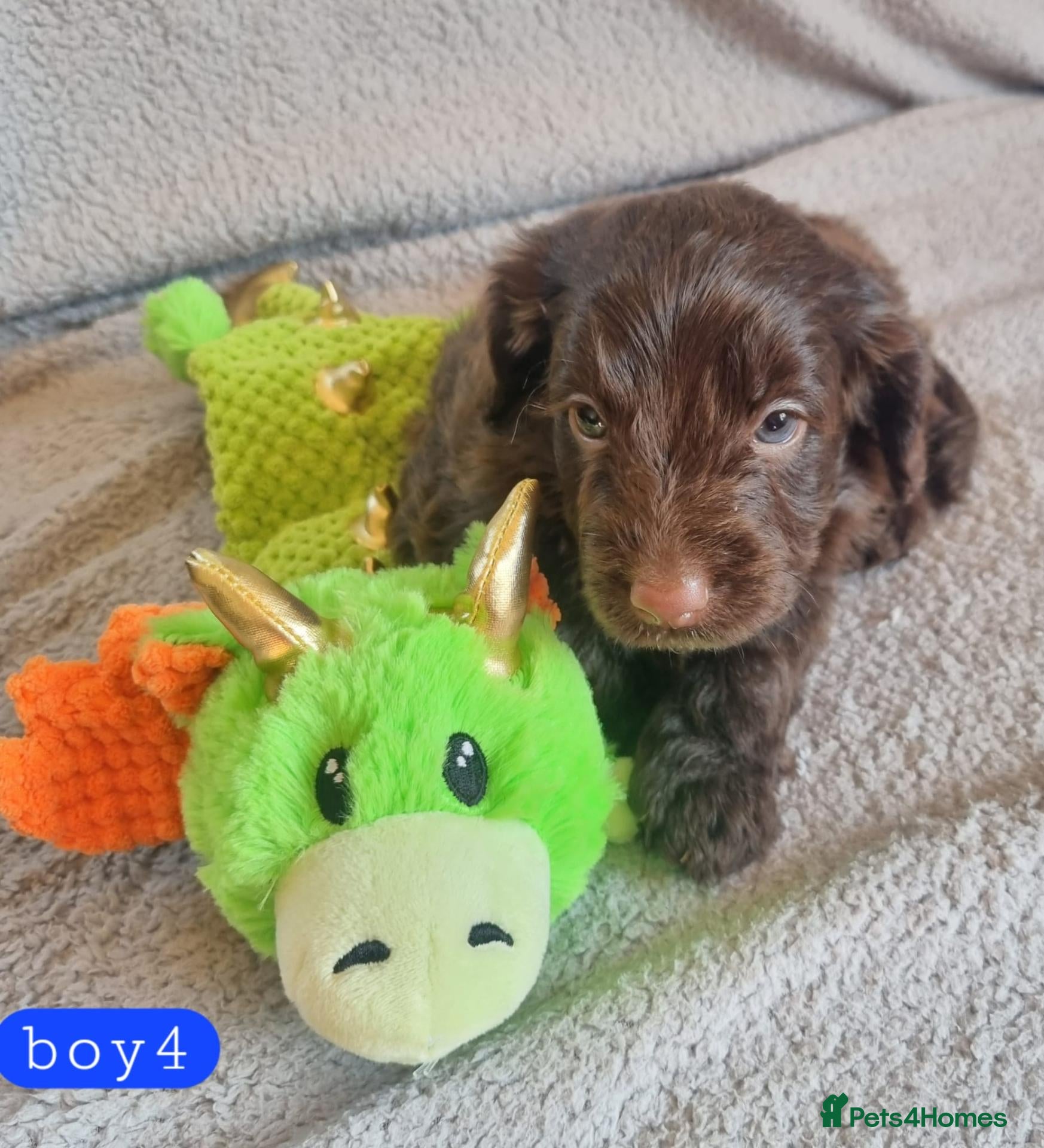 Cockapoo dogs Cockapoo Merle Puppies  - Advert 1