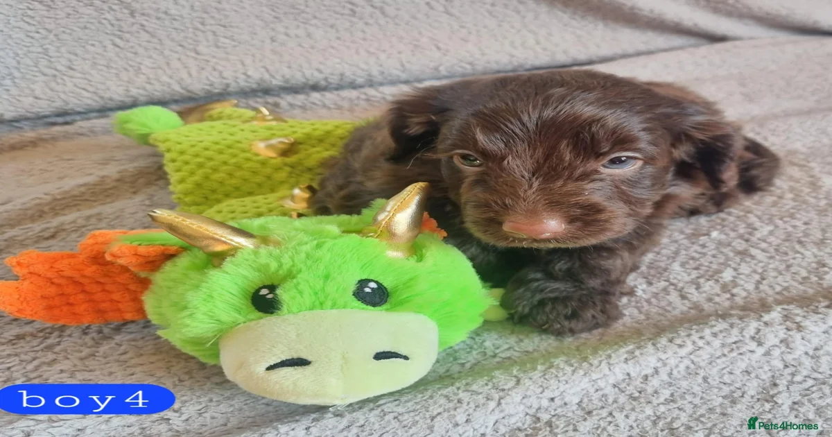 Black and tan miniature Cockapoo Puppies for sale | Pets4Homes