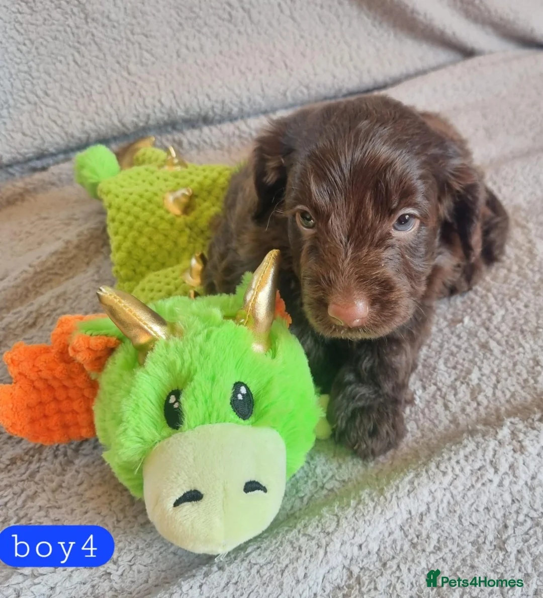 Cockapoo dogs for sale: Cockapoo Merle Puppies  - Advert 1