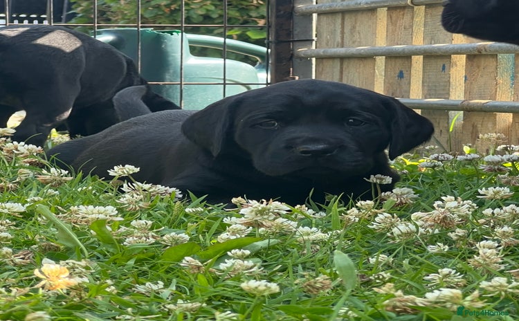 Labrador Retriever dogs - Advert 2